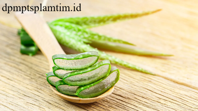 Khasiat Lidah Buaya: Tanaman Herbal Serbaguna untuk Kesehatan